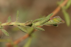 Fumana thymifolia