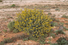 Senna artemisioides alicia