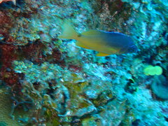 Hypoplectrus aberrans