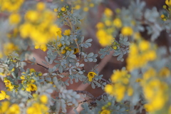 Senna artemisioides alicia