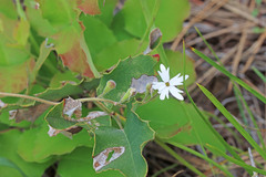 Lithophragma parviflorum parviflorum