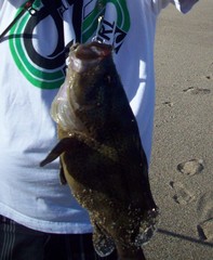 Acanthistius ocellatus