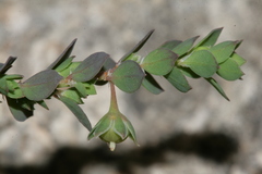 Andrachne telephioides
