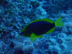 Hypoplectrus guttavarius