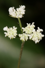 Torilis arvensis neglecta
