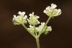 Torilis arvensis neglecta