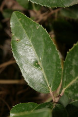 Rhamnus alaternus