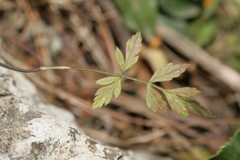 Torilis arvensis neglecta