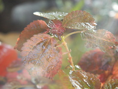 Acalypha wilkesiana