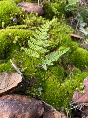 Myriopteris lendigera