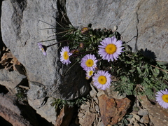 Erigeron algidus