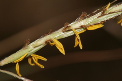 Hyparrhenia sinaica