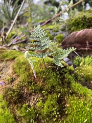 Myriopteris lendigera