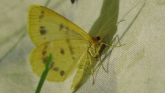 Macaria ribearia