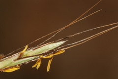 Hyparrhenia sinaica