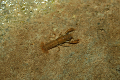 Austropotamobius pallipes