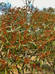 Eucalyptus oleosa oleosa