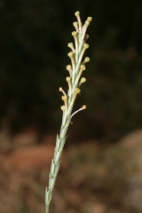 Crucianella macrostachya