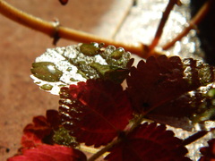 Lecanthus peduncularis