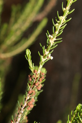 Erica manipuliflora