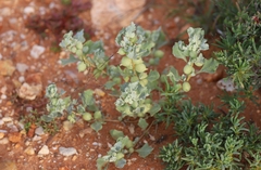 Atriplex holocarpa