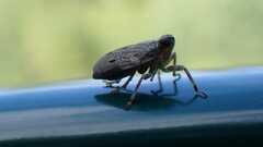 Issus coleoptratus