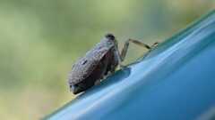 Issus coleoptratus