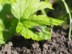 Sarcophaga variegata