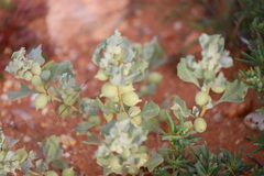 Atriplex holocarpa