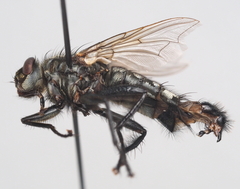 Sarcophaga variegata