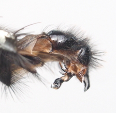 Sarcophaga variegata