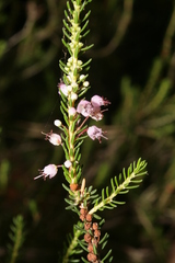 Erica manipuliflora