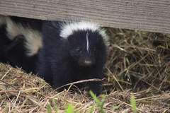 Mephitis mephitis nigra