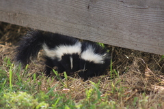 Mephitis mephitis nigra