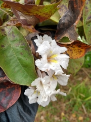Tabebuia roseoalba