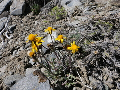 Packera werneriifolia