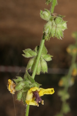 Verbascum