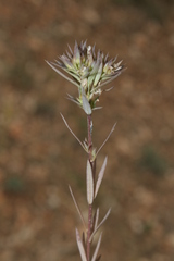 Linum strictum spicatum