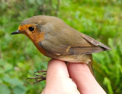 Erithacus rubecula rubecula