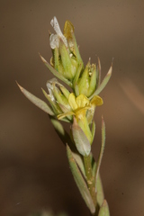 Linum strictum spicatum