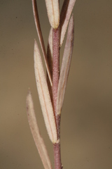 Linum strictum spicatum