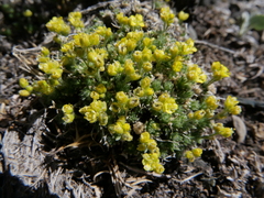 Draba densifolia
