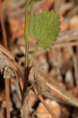 Pimpinella cretica