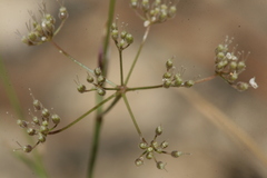 Pimpinella cretica
