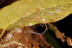 Menneus superciliosus