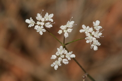 Pimpinella cretica