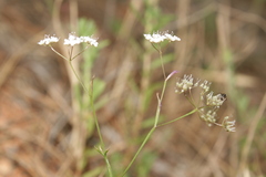 Pimpinella cretica