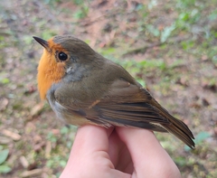 Erithacus rubecula rubecula