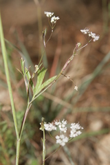 Pimpinella cretica