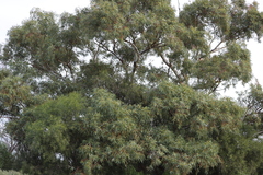 Eucalyptus camaldulensis arida